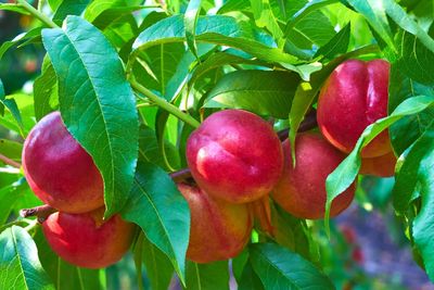 Nectarine Peach ~700g
