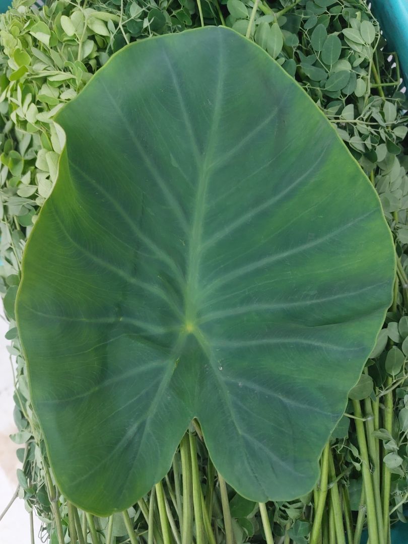 Arbi Leaf