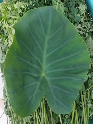 Arbi Leaf