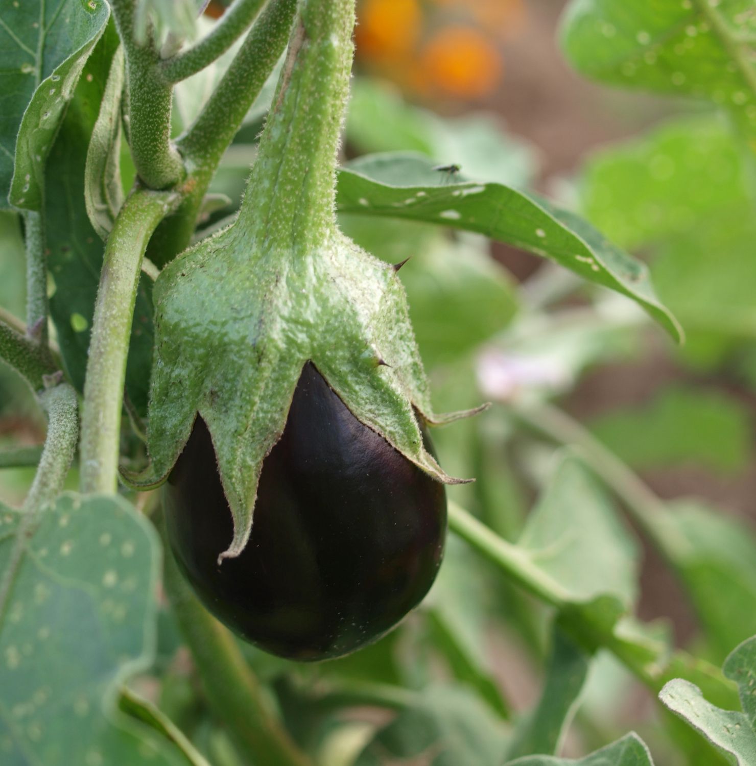 Organic Small Baingan 