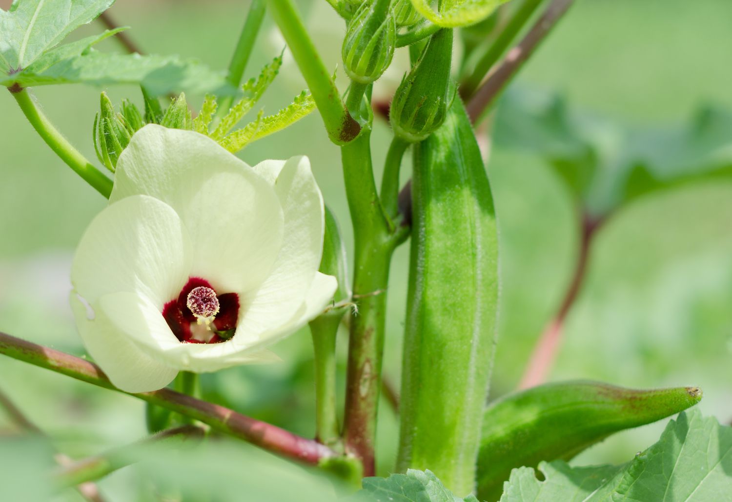 Fresh Organic Bhindi (Okra)