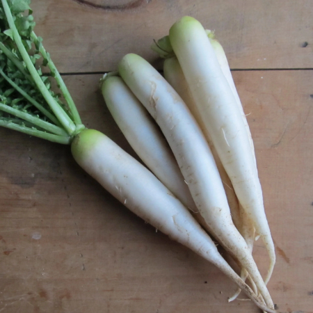 Fresh Organic Mooli Online Home Delivery Sanesa Yourganic