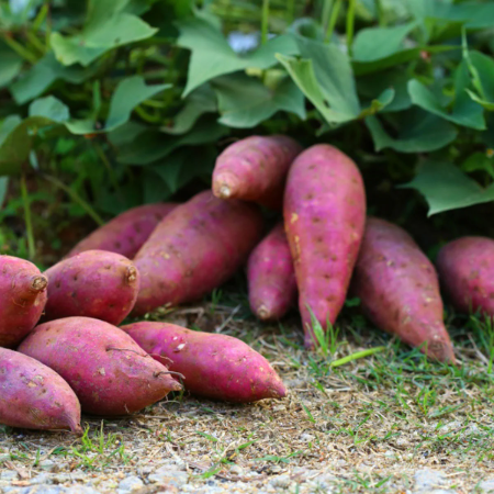 Fresh Organic Shakarkandi Sweet Potato Online Home Delivery Sanesa Yourganic