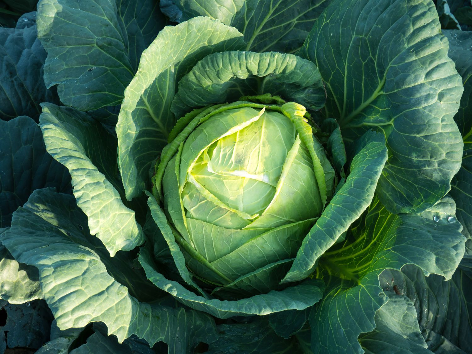 Fresh Organic Cabbage Patta Gobhi Online Home Delivery Sanesa Yourganic