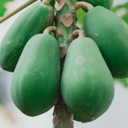 Fresh Organic Papaya Raw Online Home Delivery Sanesa Yourganic