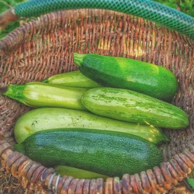 Fresh Organic Zucchini Green Online Home Delivery Sanesa Yourganic