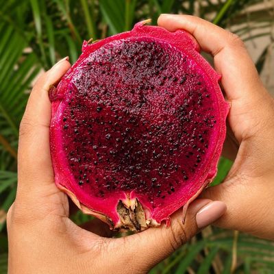 Dragon Fruit Red