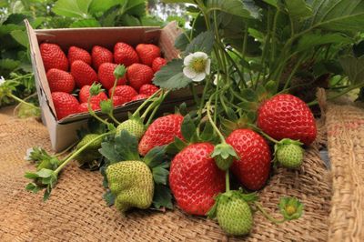 Mahabaleshwar strawberry fresh 500g box – GI tagged strawberries delivered in Delhi NCR