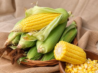 Organic sweet corn on cob with peeled husks revealing golden kernels, beside cut corn and loose kernels in a wooden bowl.