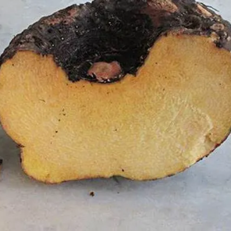 Fresh Organic Jimikand Suran Yam Online Home Delivery Sanesa Yourganic