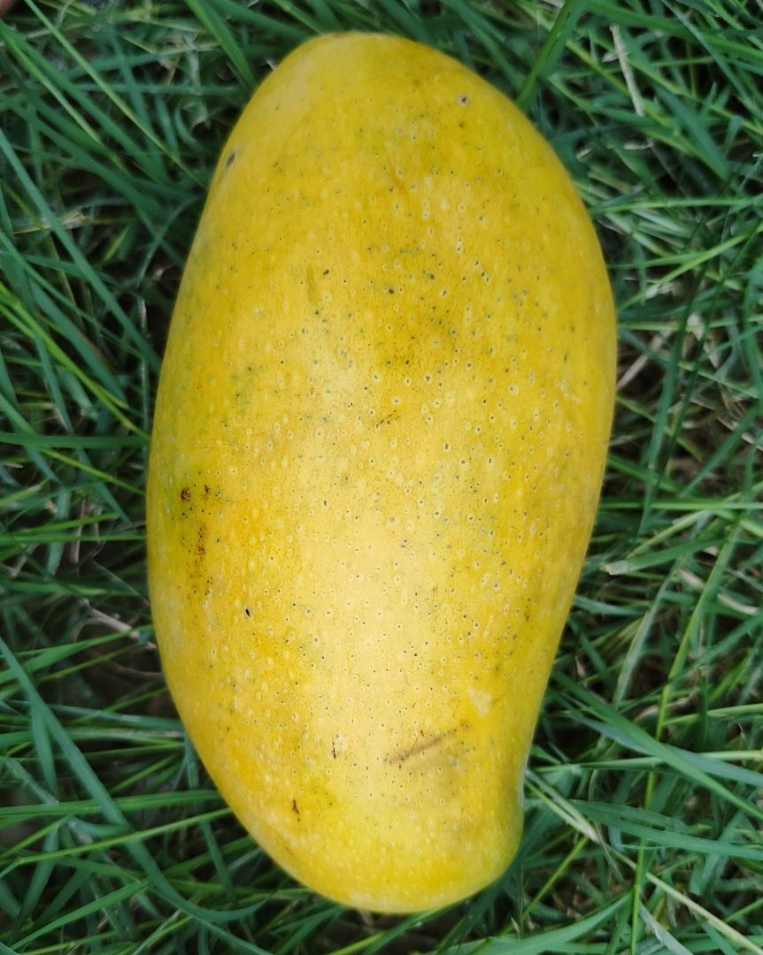 Mango Thai