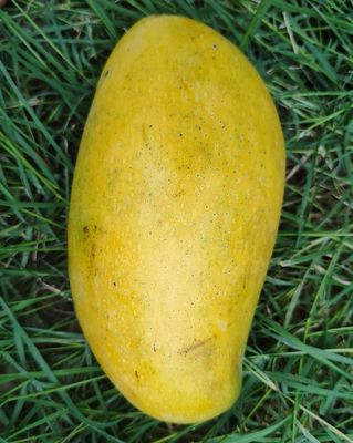 Mango Thai