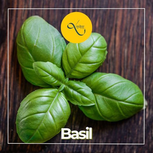Organic Fresh Basil Leaves