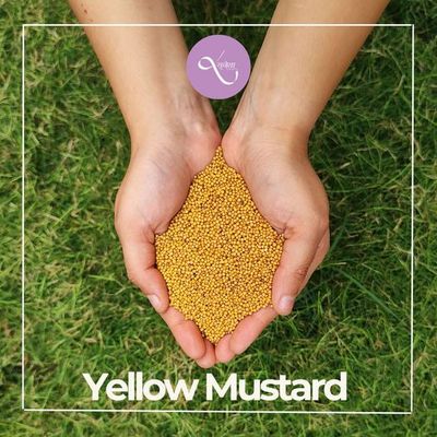 Seeds Mustard Yellow