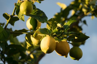 Fresh Organic Lemon Online Home Delivery Sanesa Yourganic