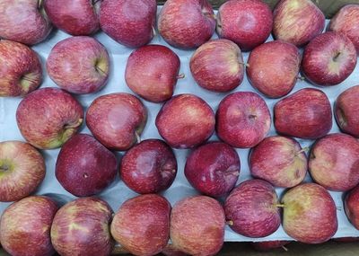 Apple Royal Low Grade