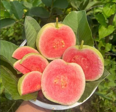 Guava Japanese Red Diamond
