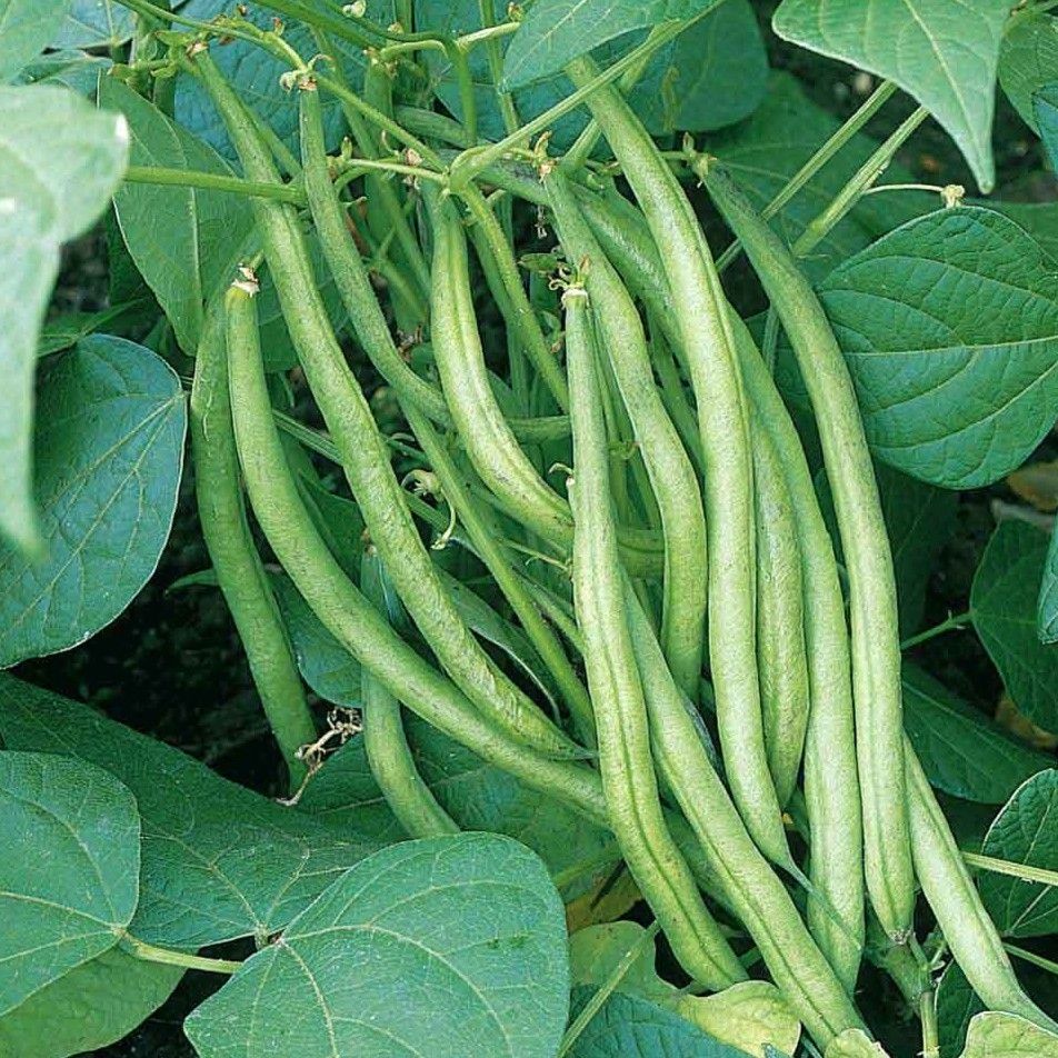 Fresh Organic Beans
