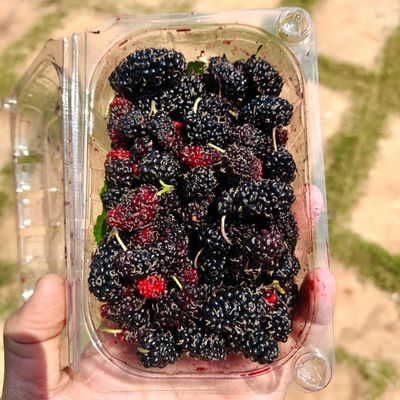 Mulberry Shehtoot ~160g