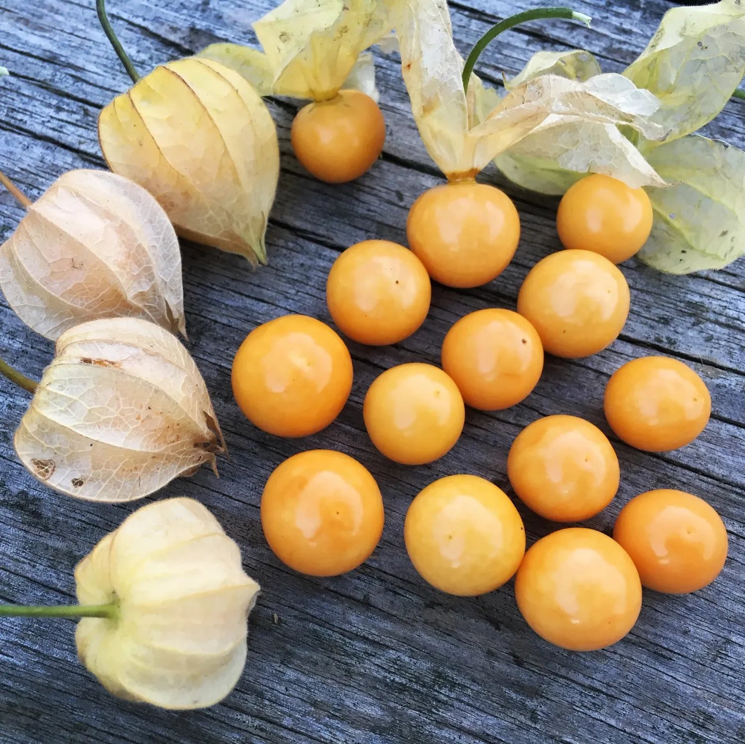 Organic Cape Gooseberry Online Home Delivery Sanesa Yourganic