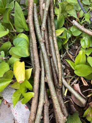 Giloy Bel Vine Sticks