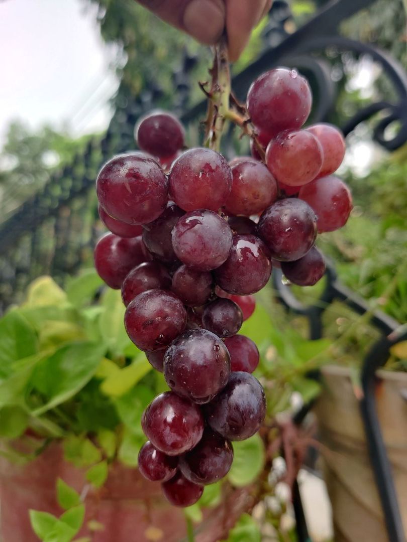 Grapes (Panneer Thiratchai - Seeded)