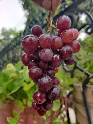 Grapes (Panneer Thiratchai - Seeded)