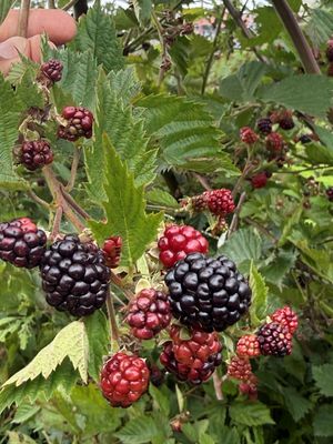 Blackberry Fresh ~200g