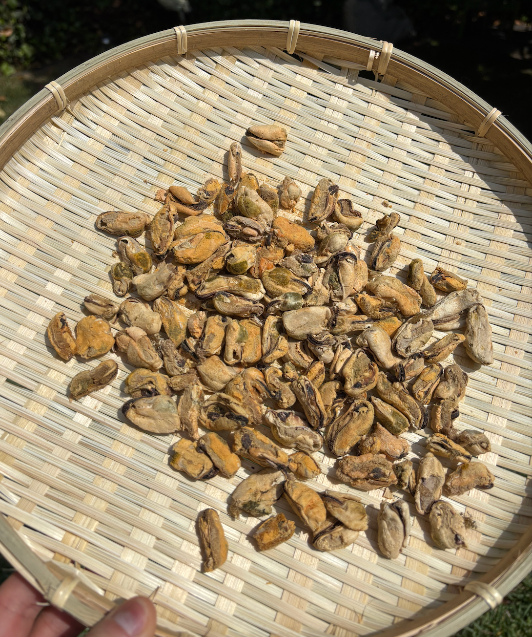 Mussel Munches: Single-Ingredient, Freeze Dried Green-Lipped Mussels