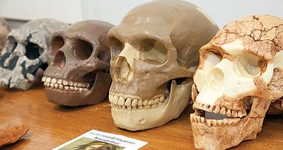 301 Sociology/Anthropology