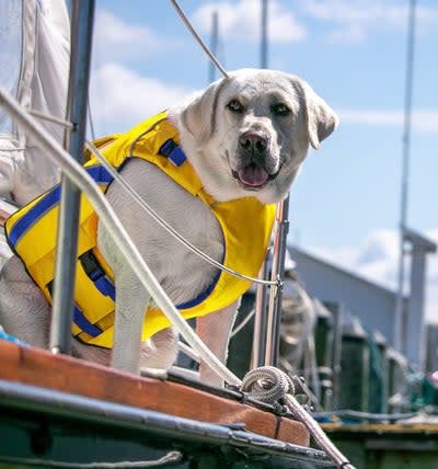 BAYDOG MONTEREY BAY LIFE JACKET YELLOW XLARGE