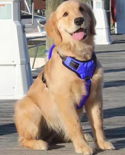 Baydog Chesapeake Harness