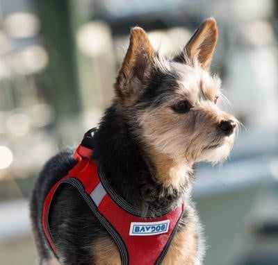BAYDOG LIBERTY BAY HARNESS