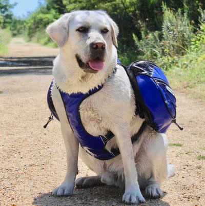 BAYDOG SARANAC BACKPACK BLUE MEDIUM