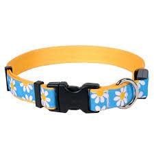 ORION LED Dog Collar Blue Daisy Small