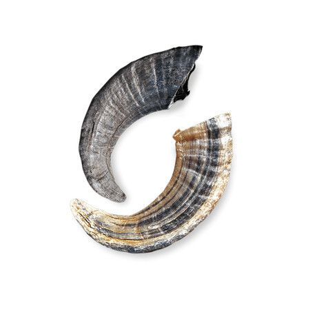 Plus Lamb Horns 12 Large Bulk