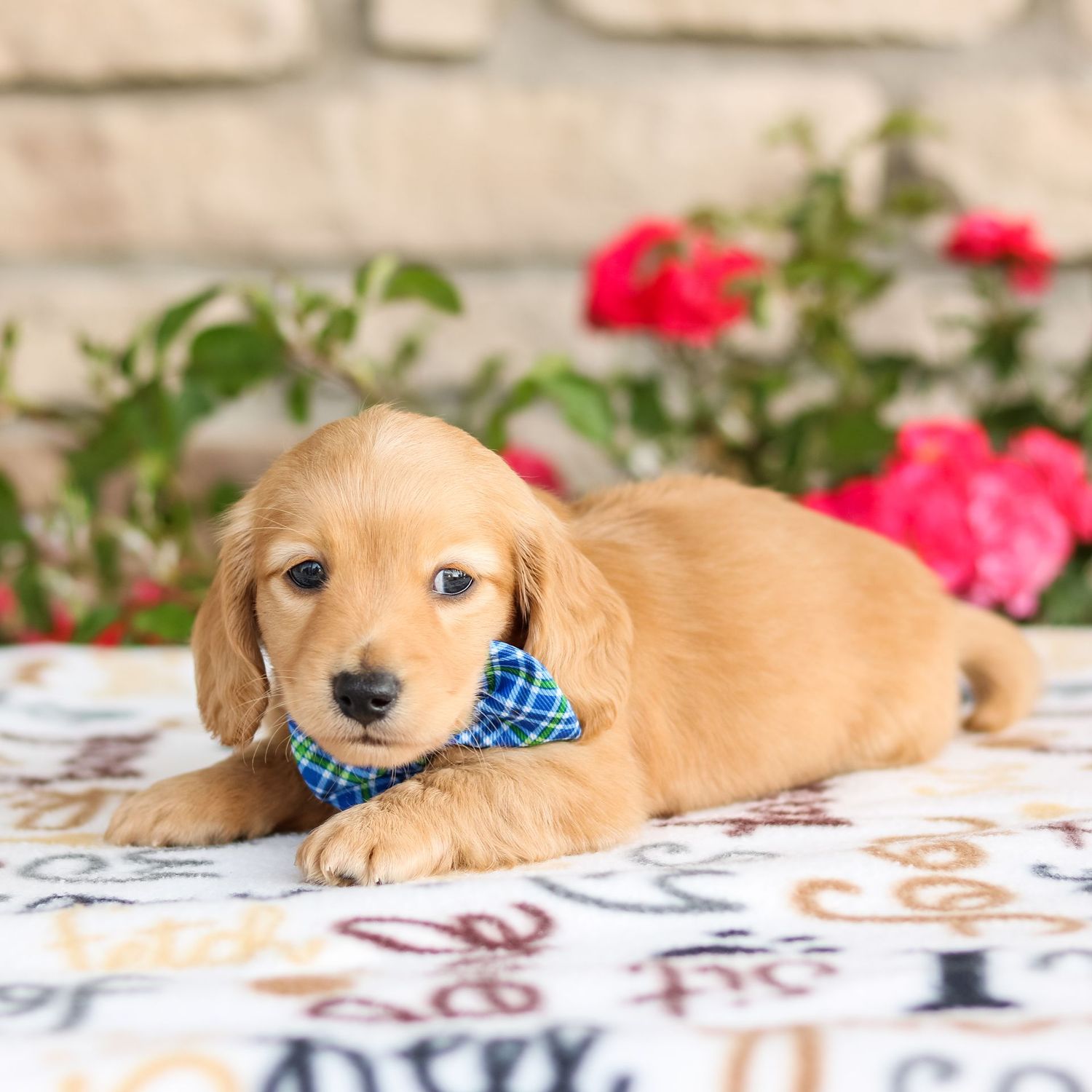 Oliver