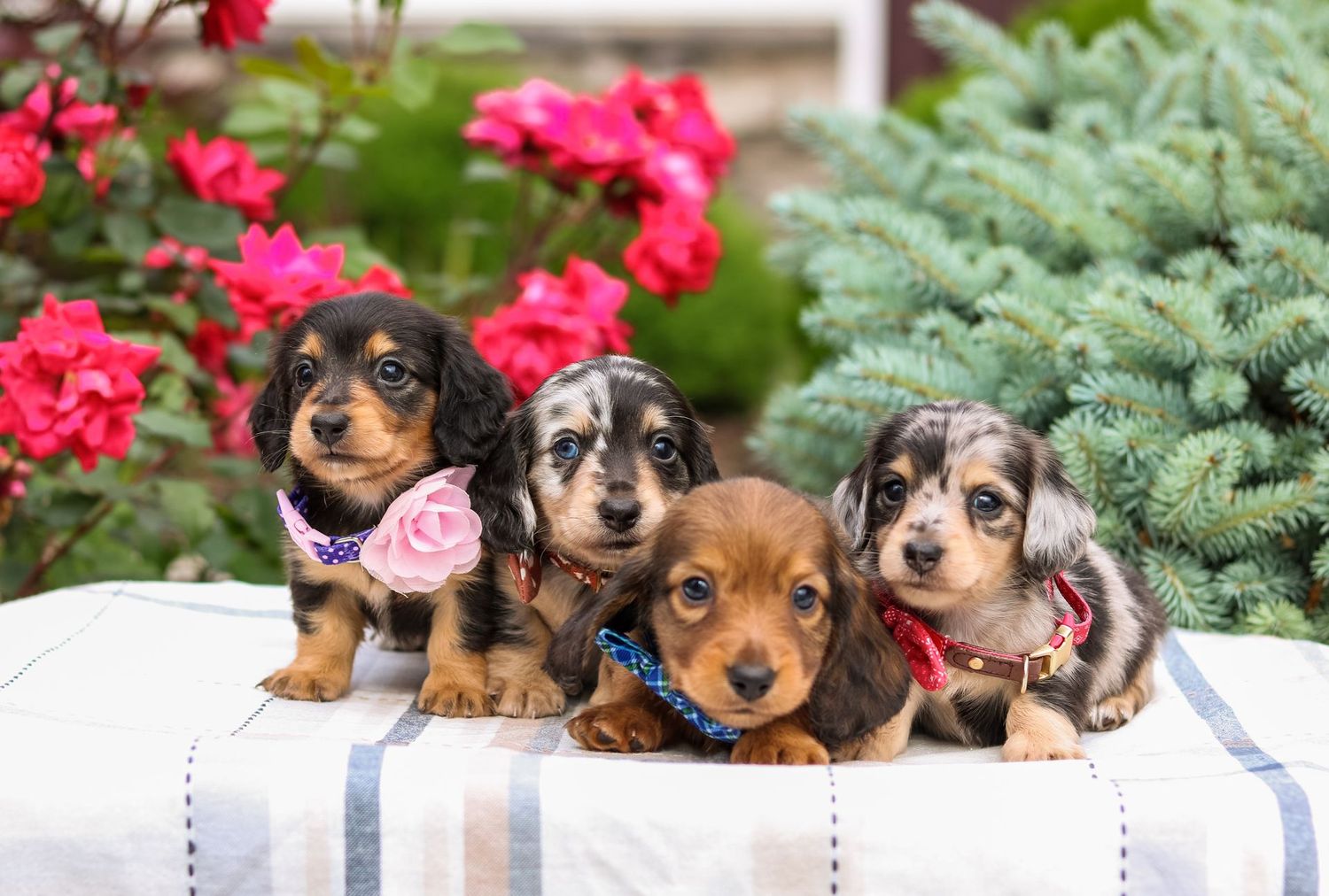 July Puppies- Coming Soon!!
