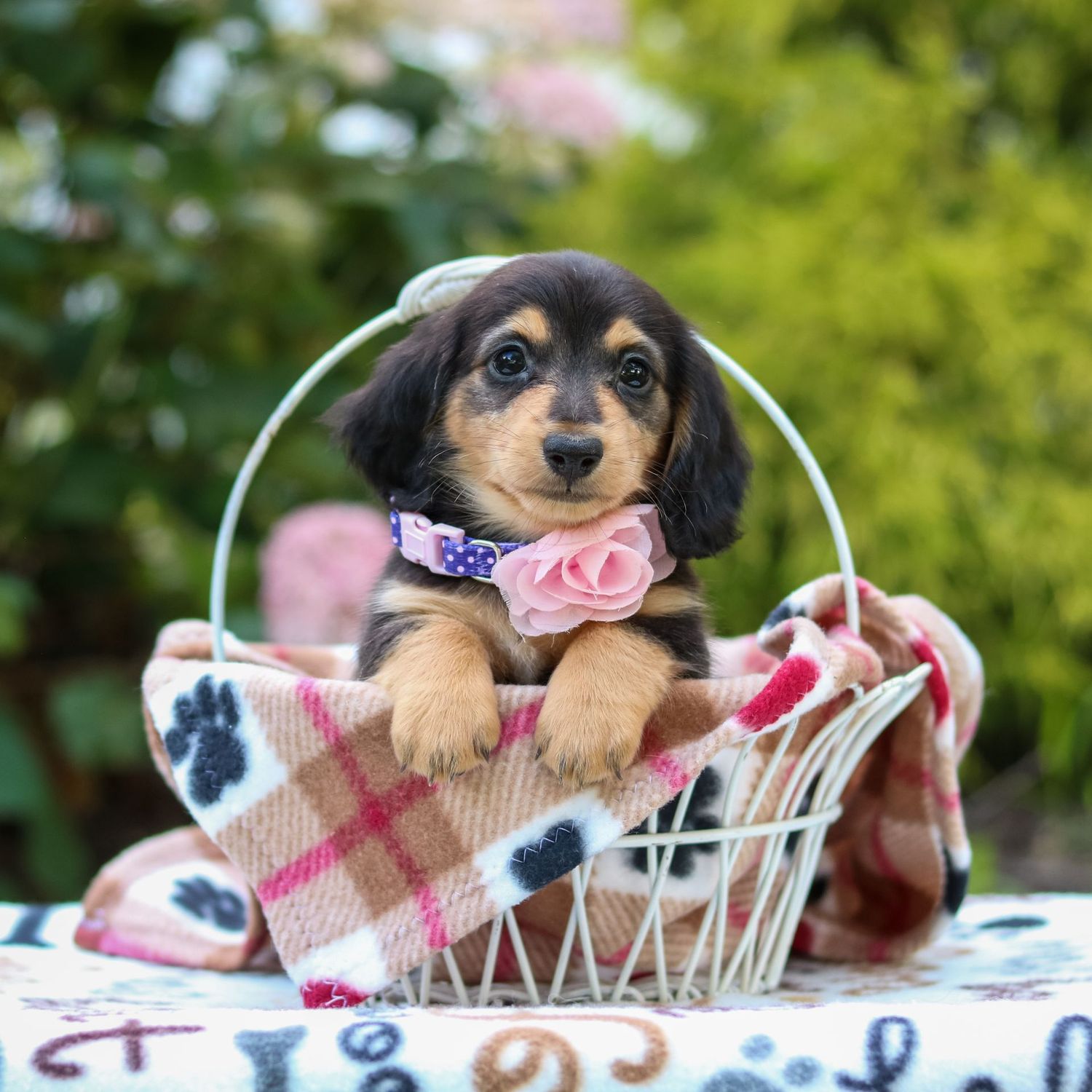 Rosie
