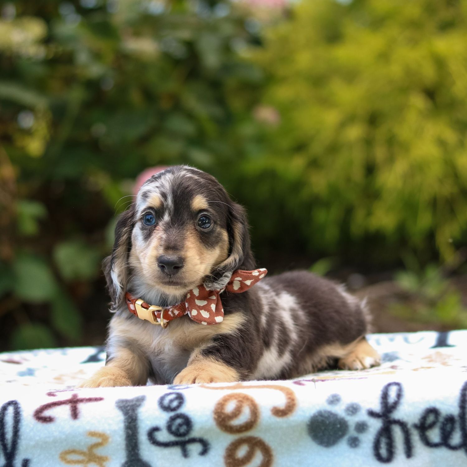 Ringo