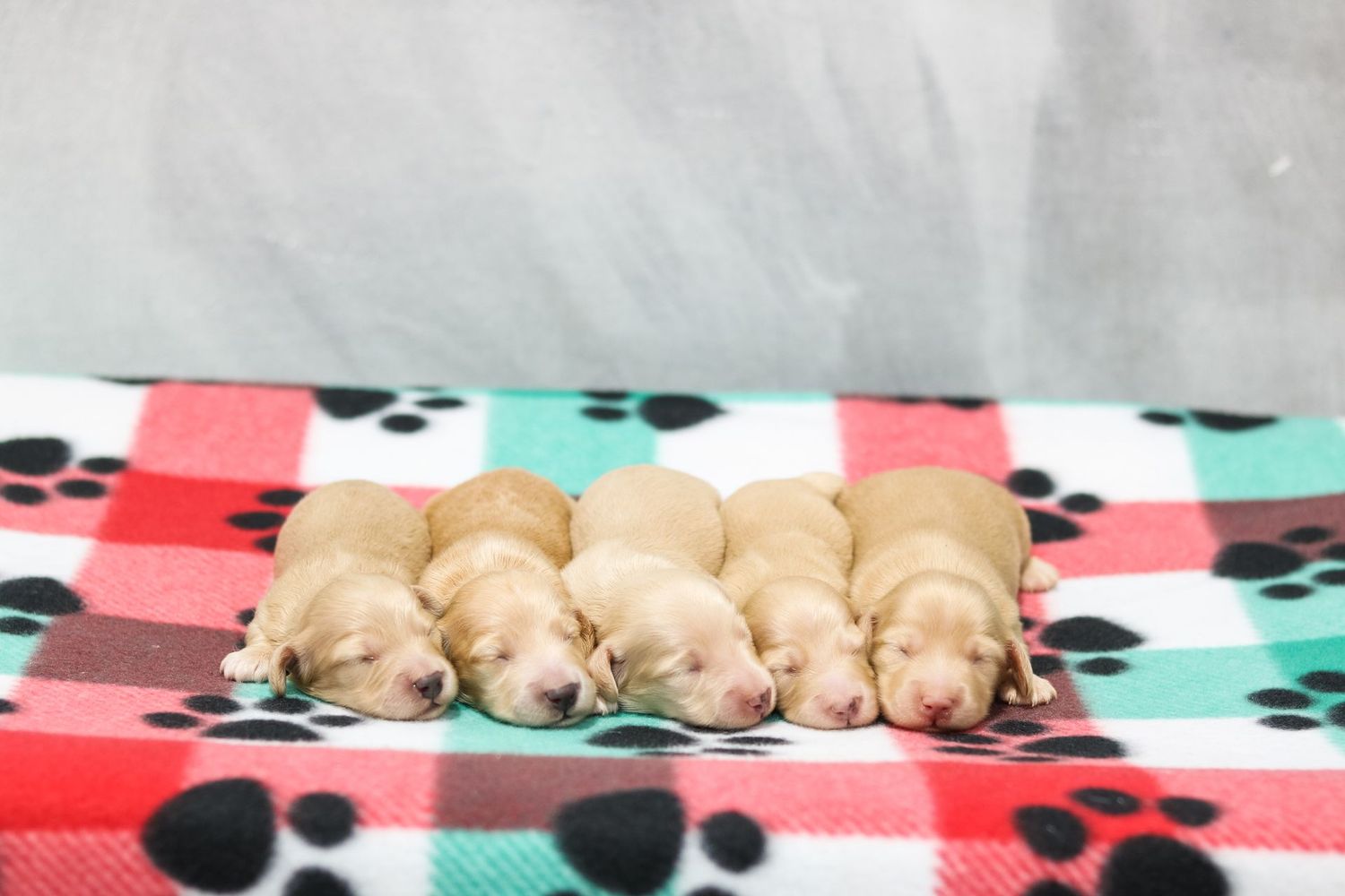 Sneak Peak of Christmas Eve Litter Sneak Peak of Christmas Eve Litter