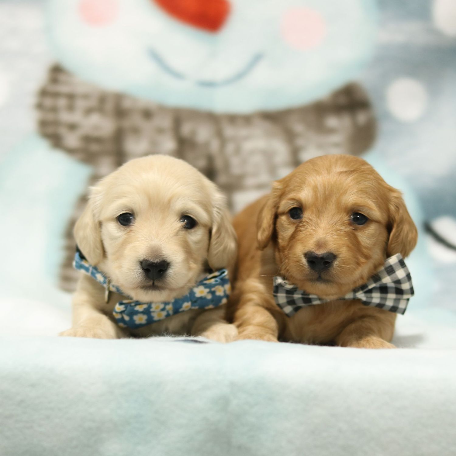 Coming Soon!! Coming Soon!!