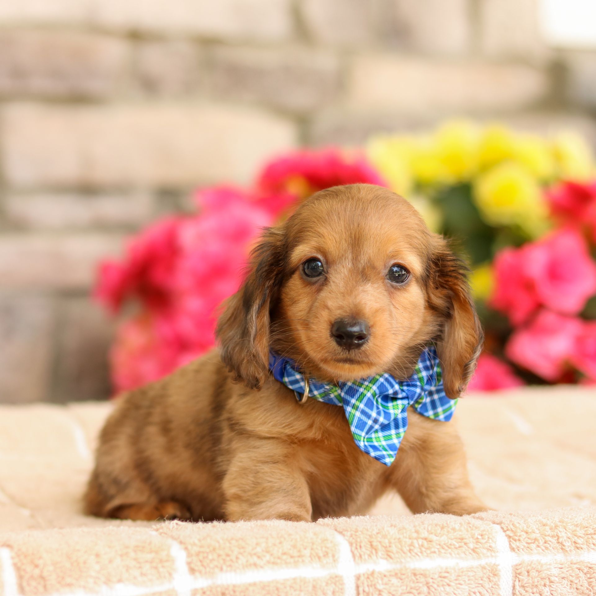 Marley