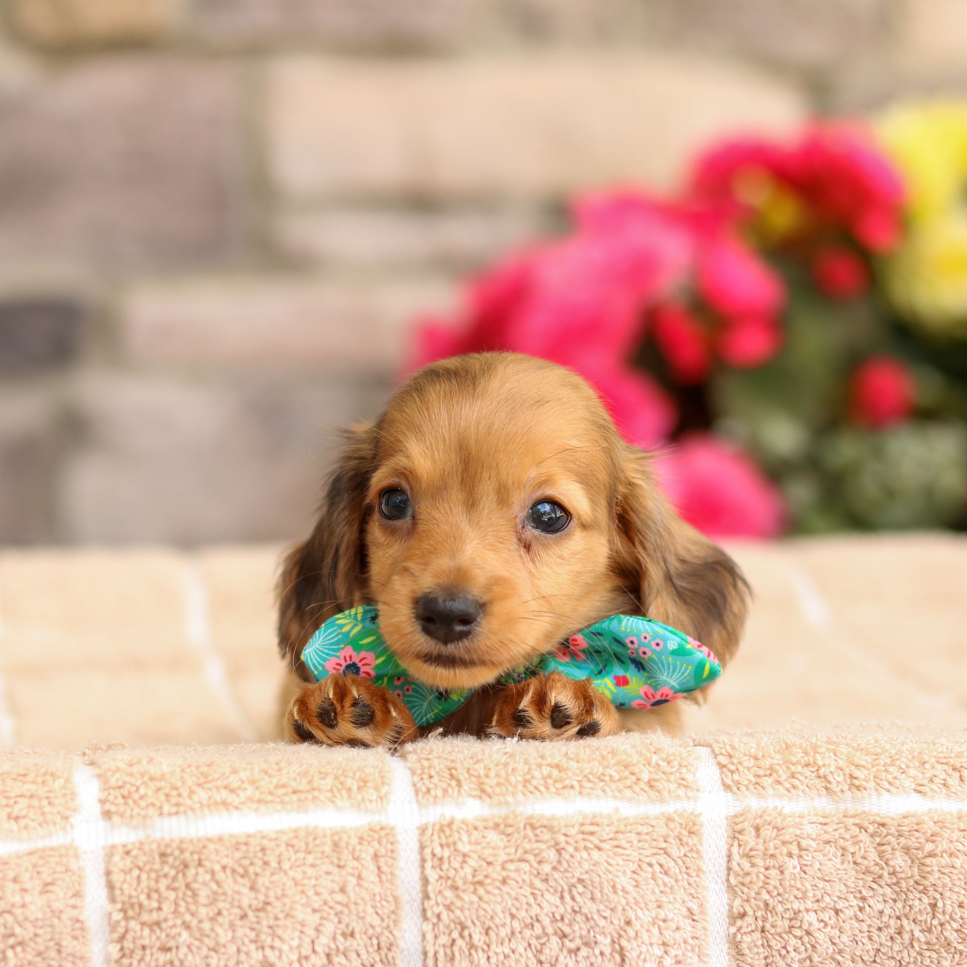Millie