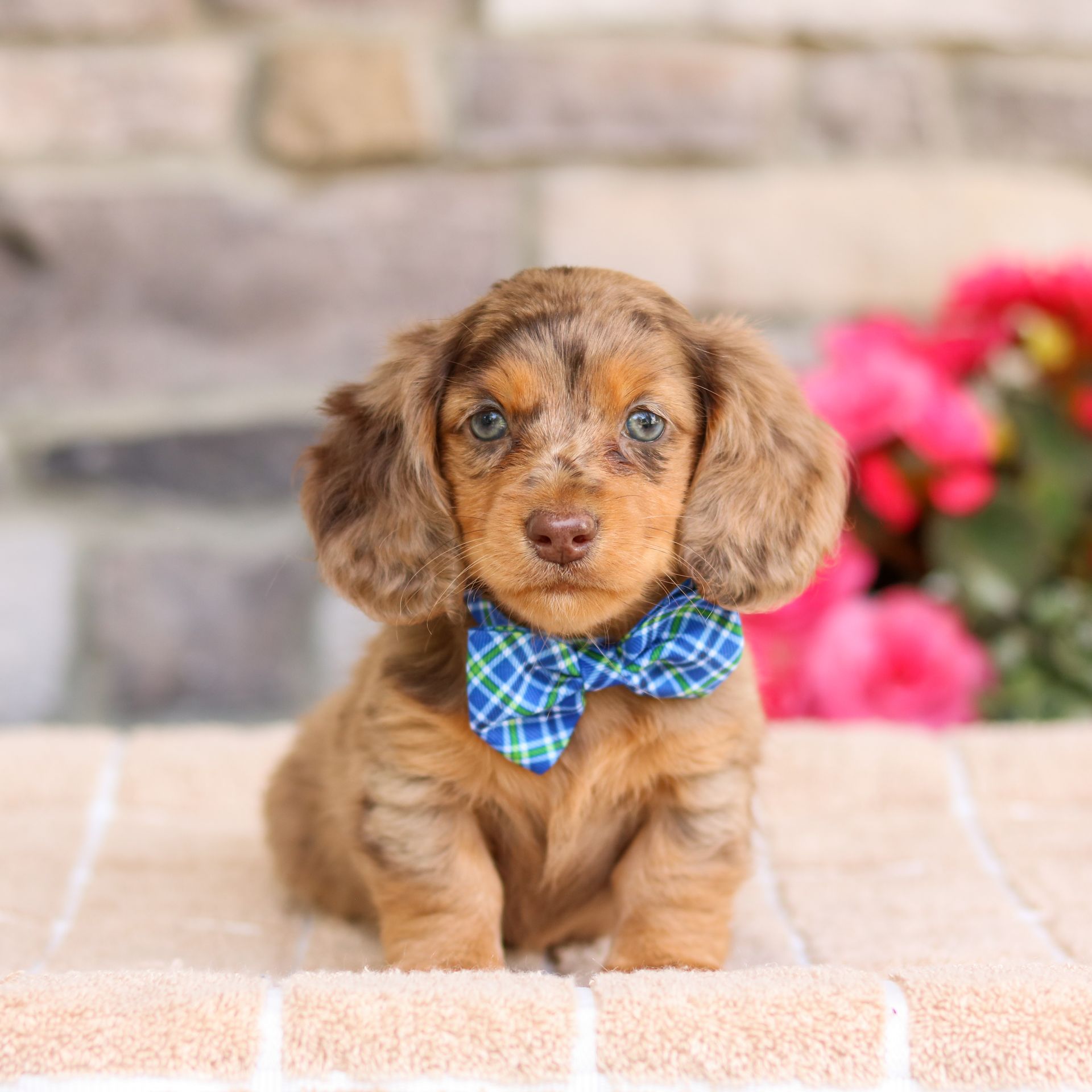 Louie