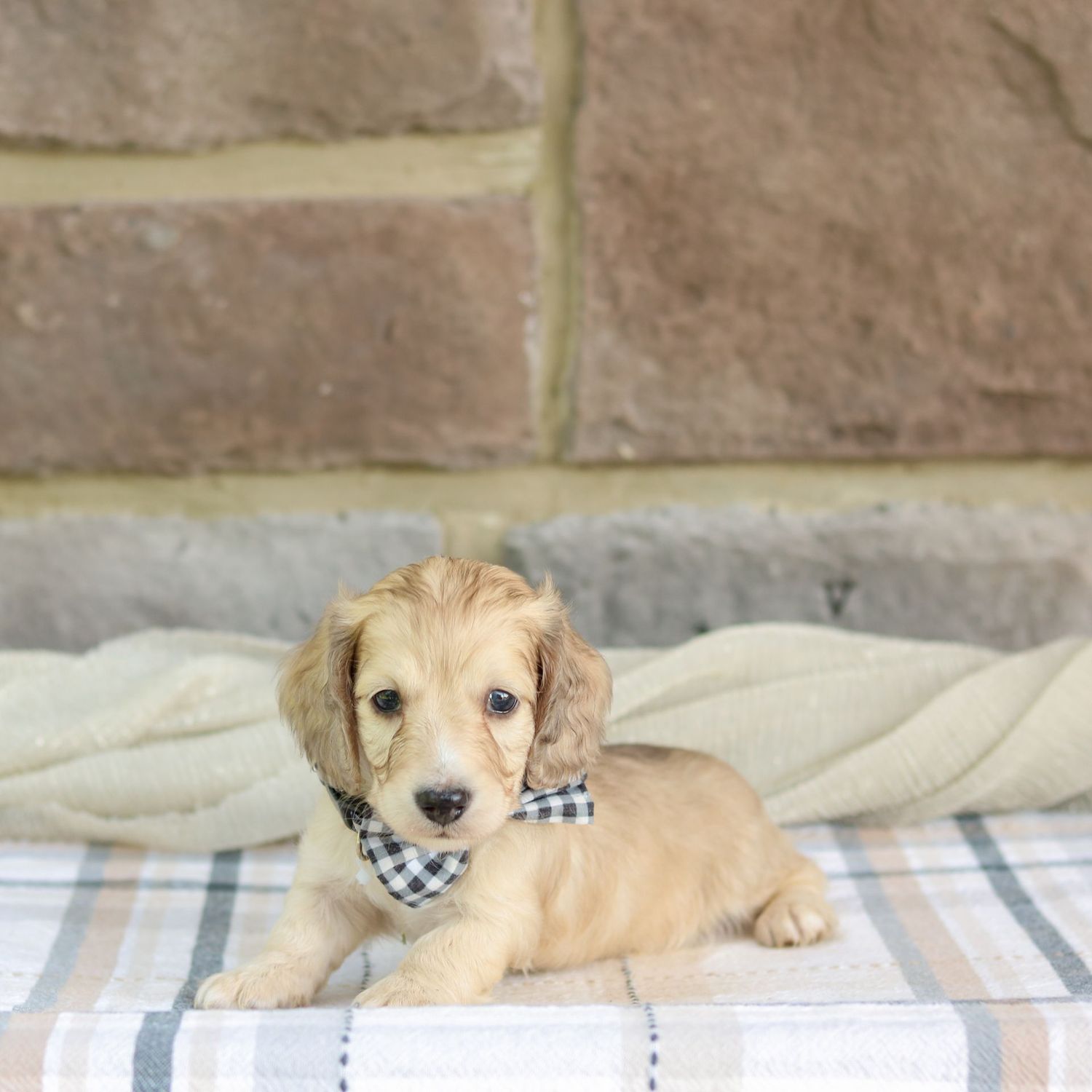 Peanut