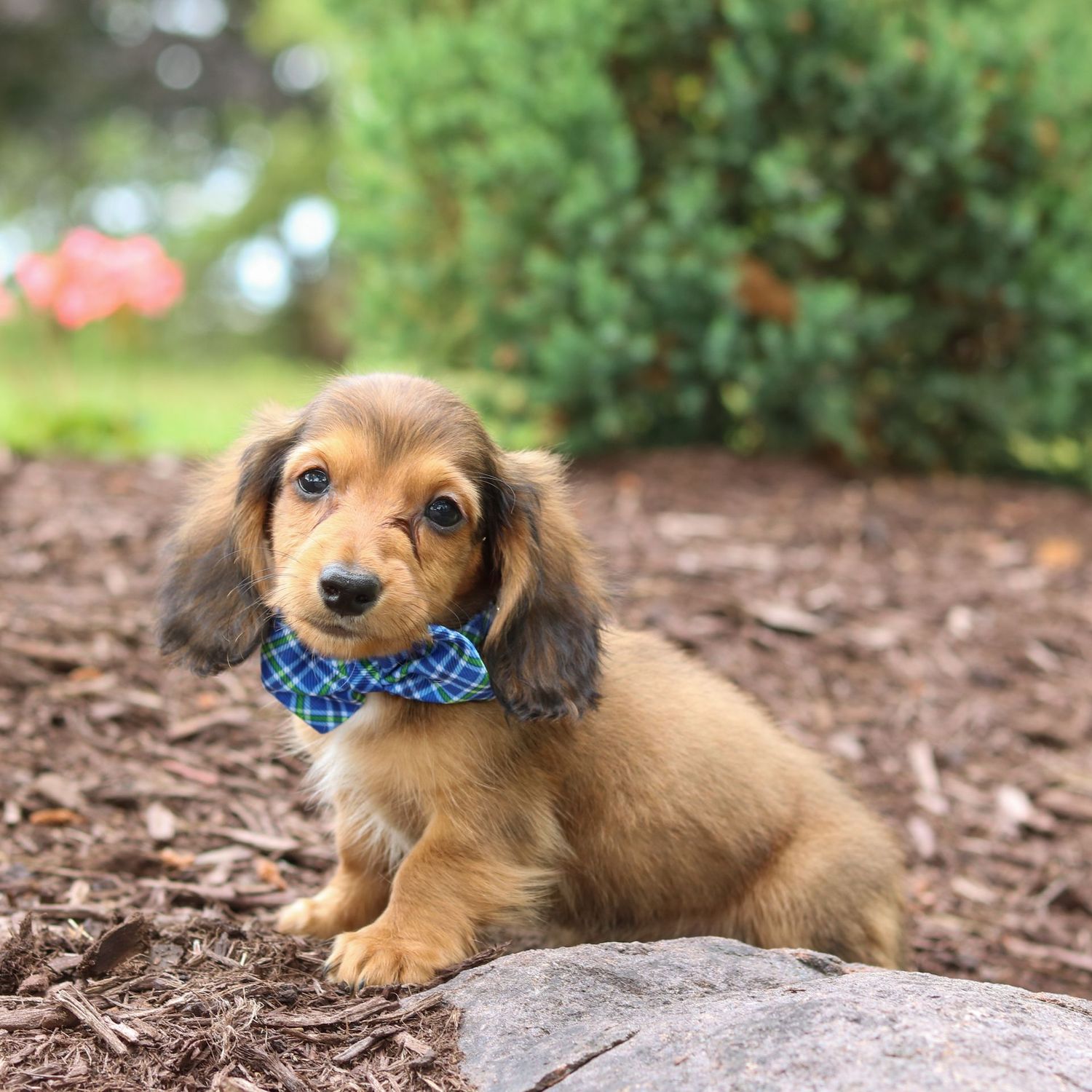 Rocky
