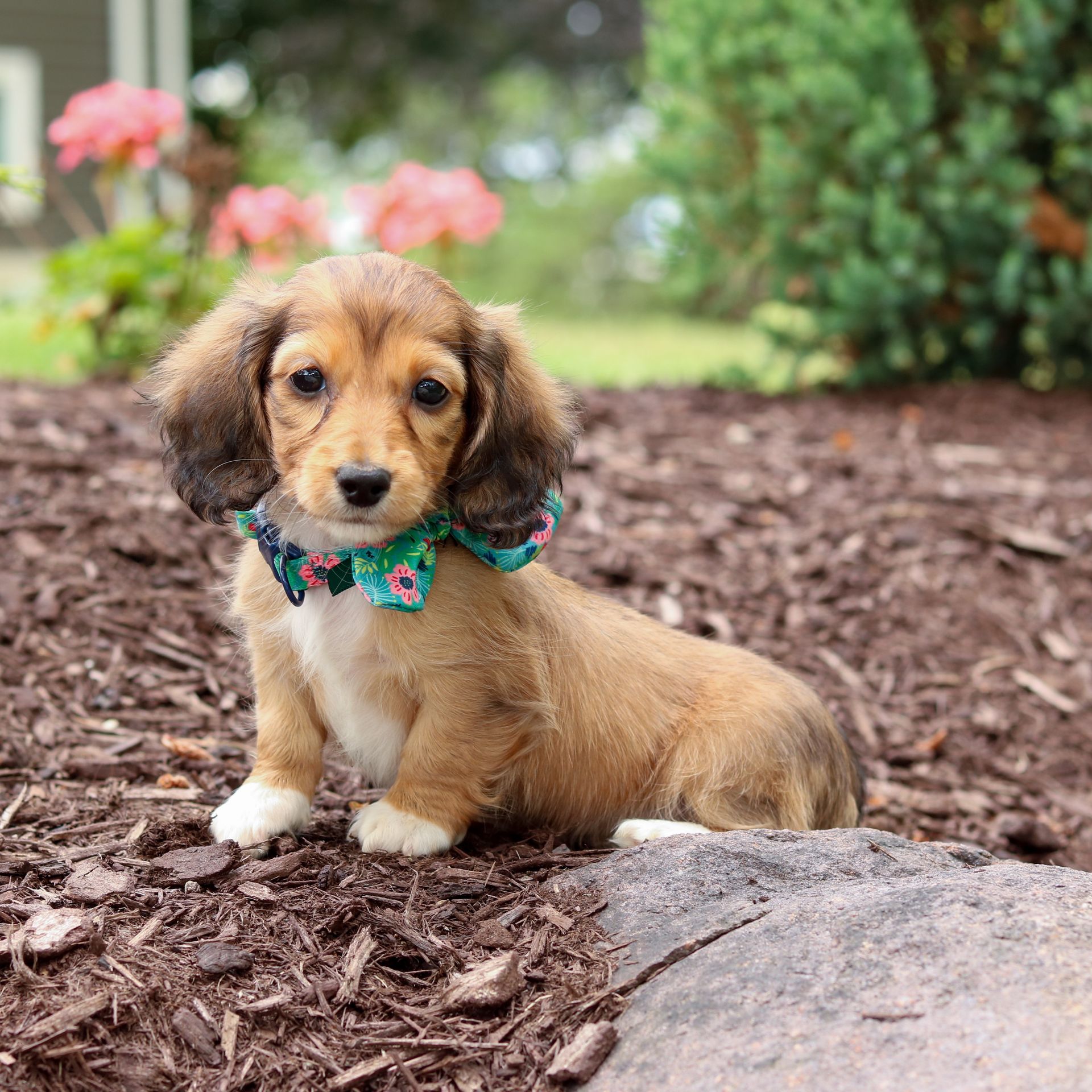 Roxy