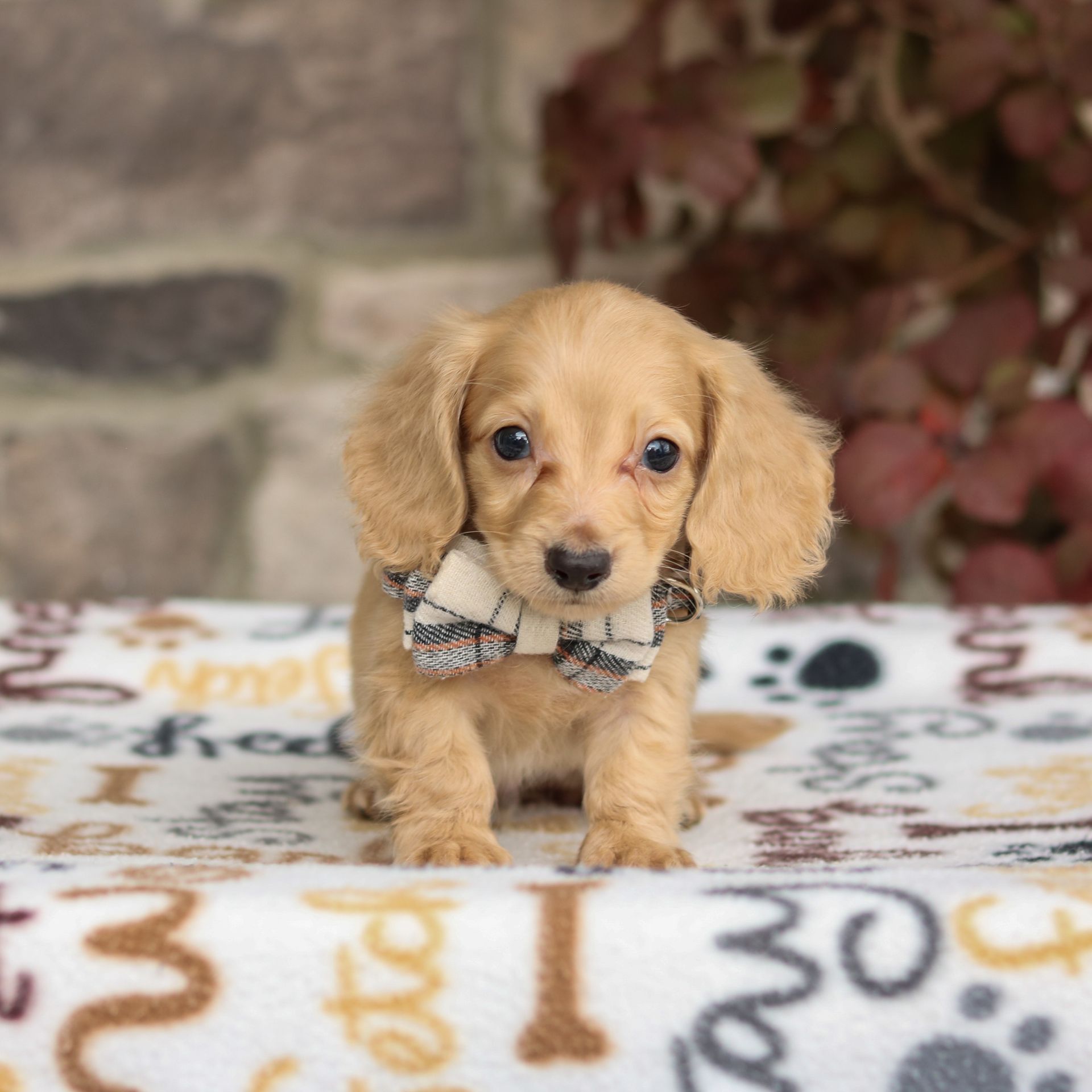 Winston