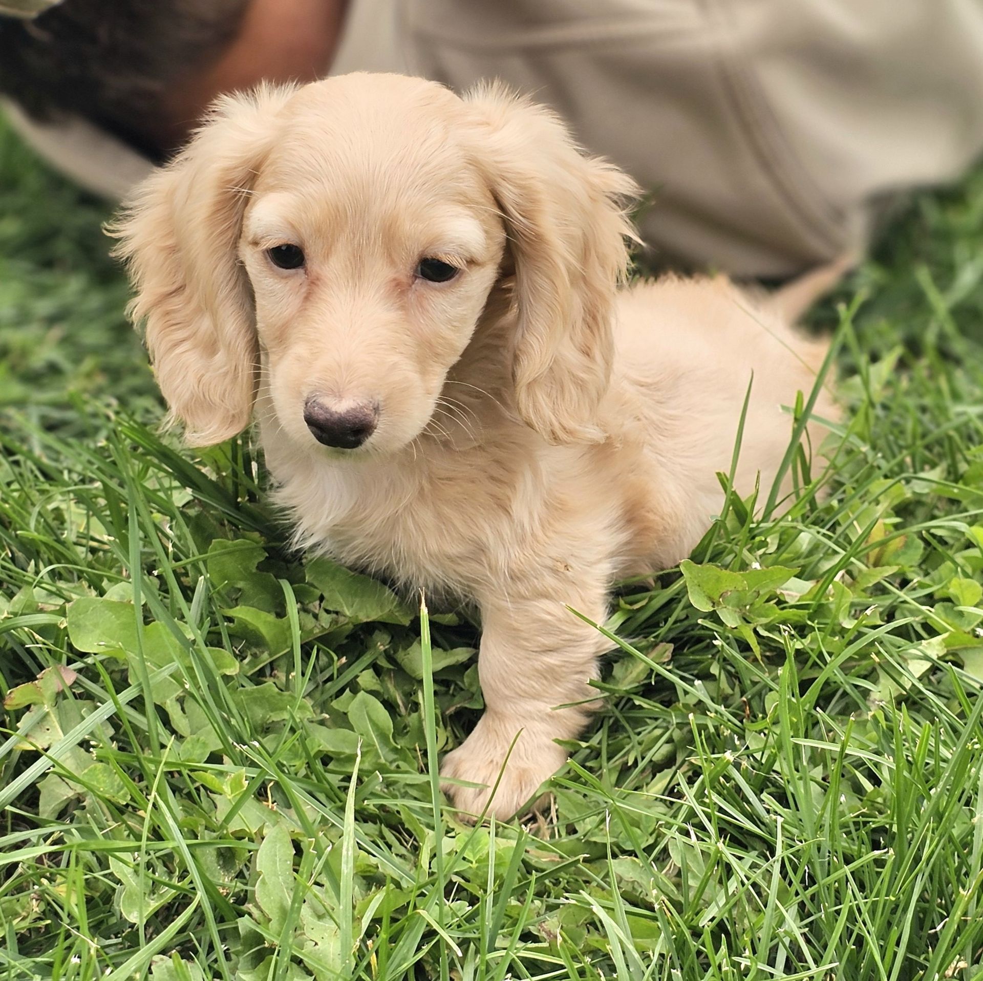 Zola